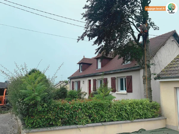Elagage chez Particulier