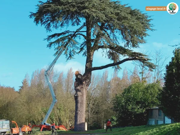 Elagage Grand Arbre